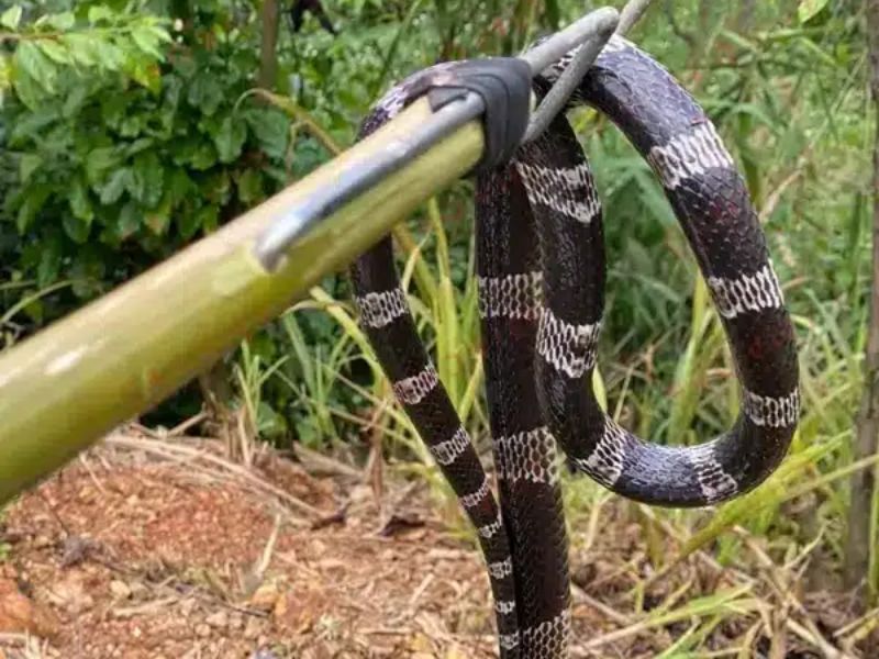 Dịch vụ bắt rắn của Pestgun17 chuyên nghiệp, an toàn tuyệt đối cho khách hàng và môi trường