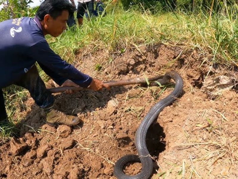 Nếu phát hiện rắn, đứng yên và từ từ lùi lại, không chọc phá hay cố bắt rắn