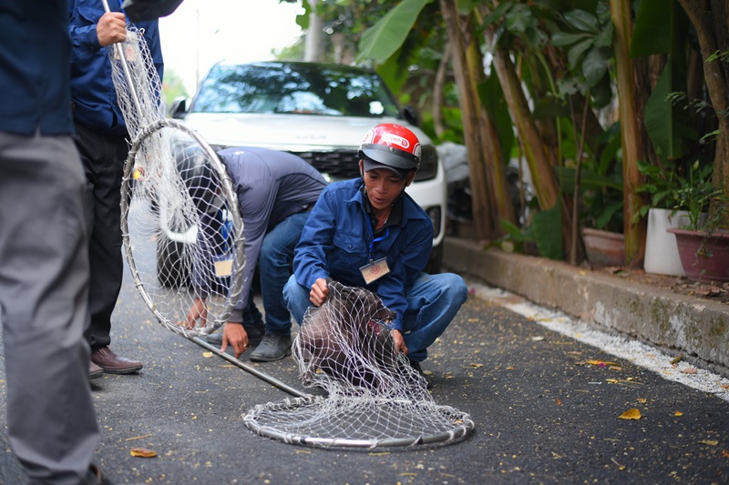 Bắt chó hoang an toàn: Quy định pháp luật và dịch vụ bắt chó hoang nhân đạo