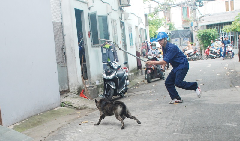 Bắt chó hoang an toàn