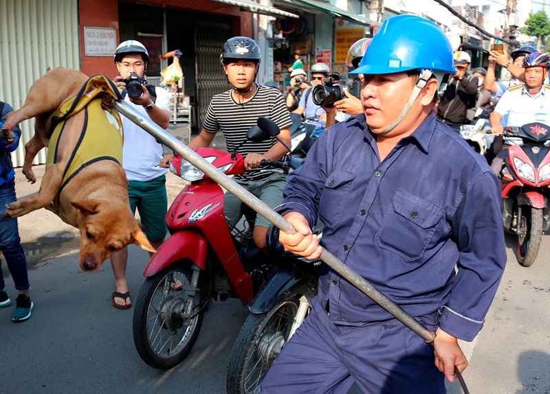 Bắt chó hoang an toàn