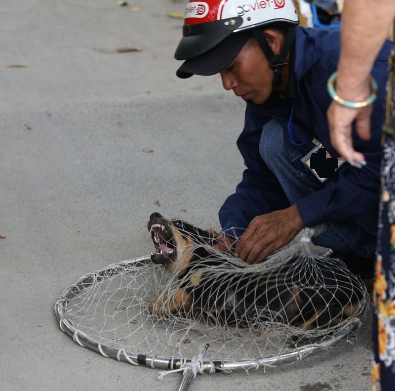 Bắt chó hoang an toàn