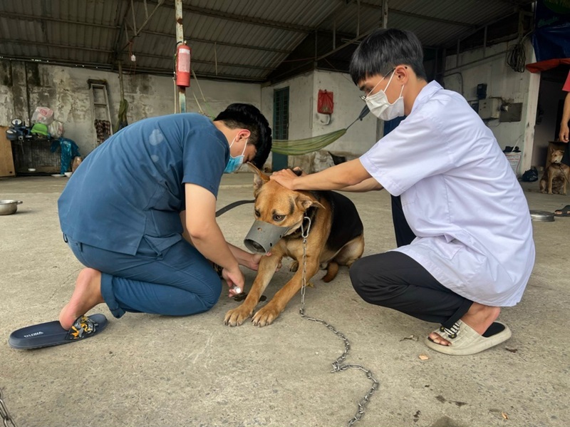 Dịch bệnh dại từ chó thả rông – Nguyên nhân & giải pháp phòng tránh
