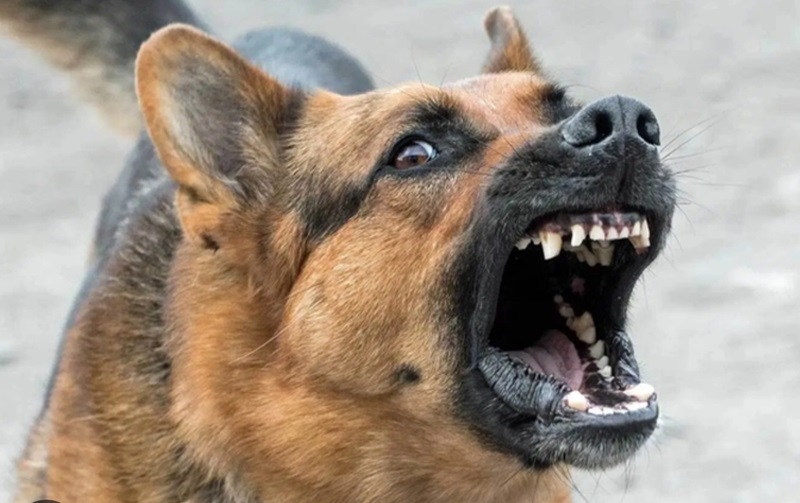 chó dại cắn có nguy hiểm không