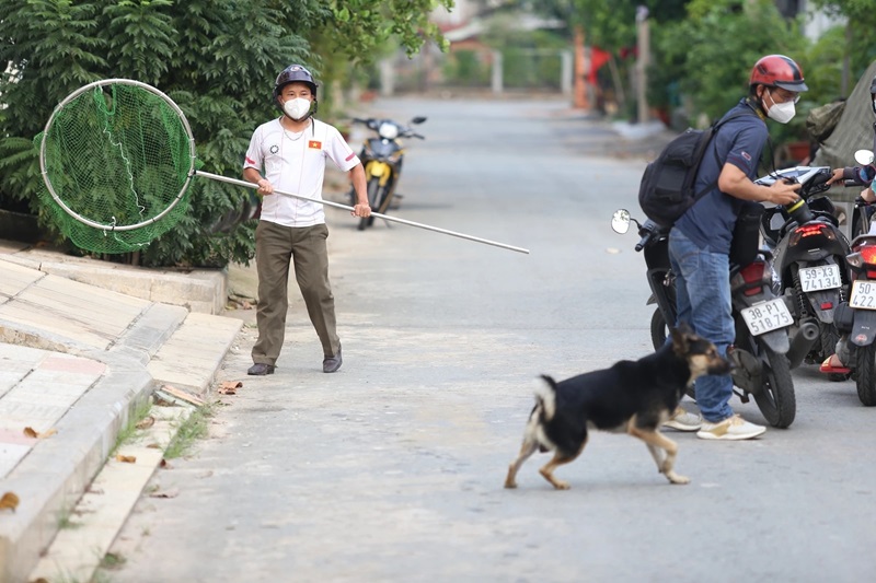 Chó hoang bị bỏ rơi