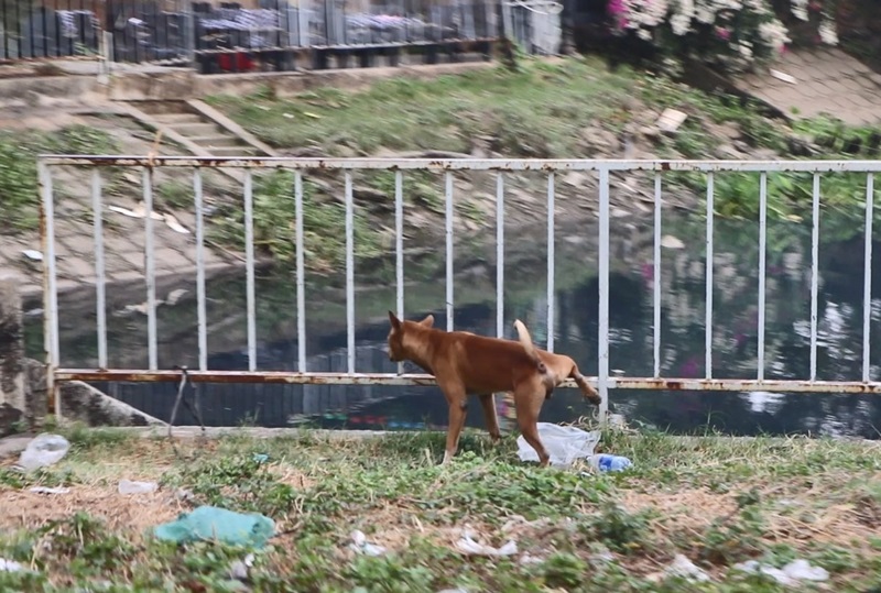 Chó hoang bị bỏ rơi