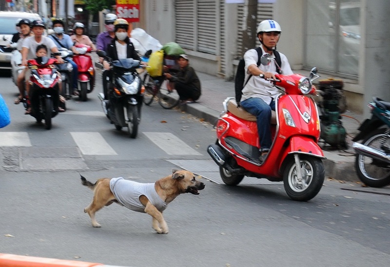 Nguy hiểm chó thả rông & Giải pháp kiểm soát hiệu quả