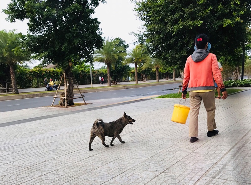 Chó thả rông