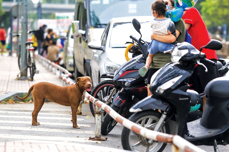 chó thả rông
