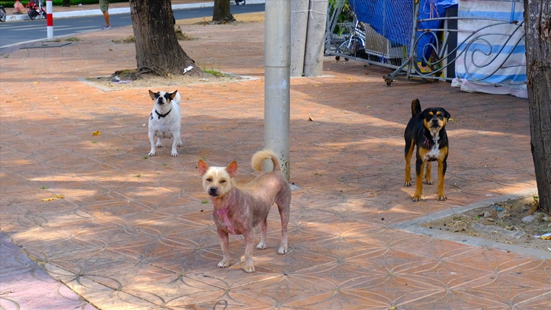 chó thả rông
