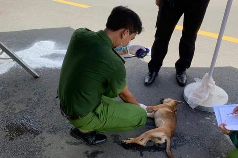 Chó thả rông