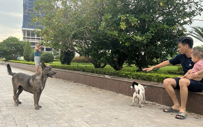 Chó thả rông cắn người