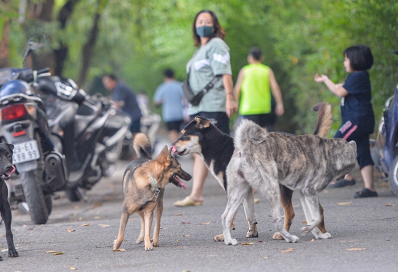 chó thả rông cắn người