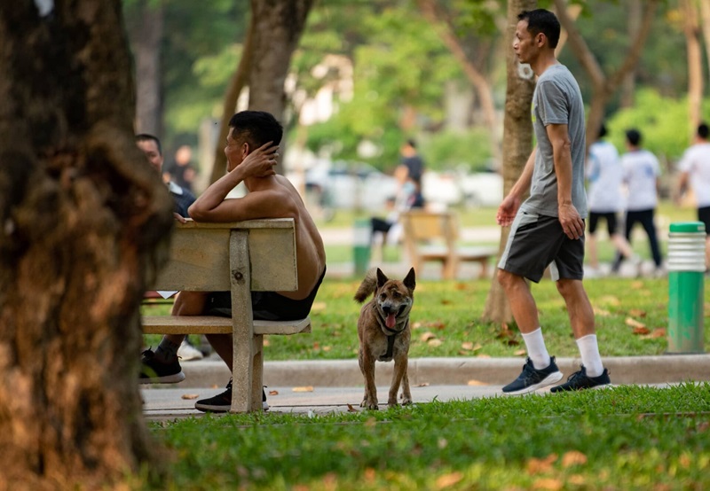 chó thả rông cắn người