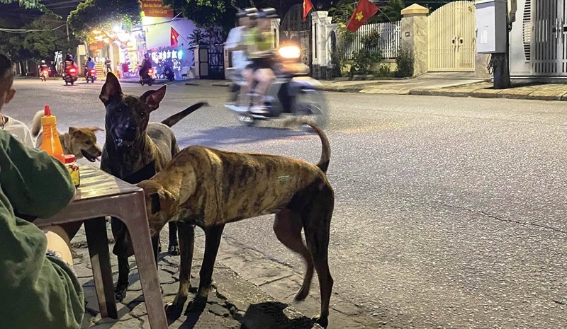 chó thả rông cắn người