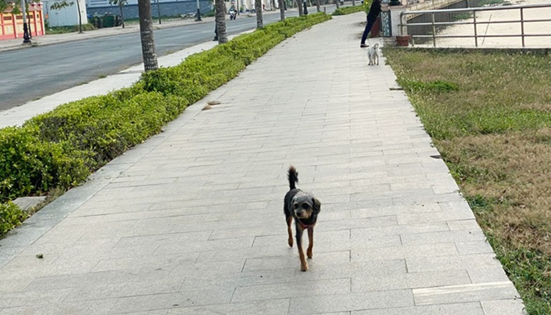 Chó thả rông gây tai nạn, ai là người chịu trách nhiệm