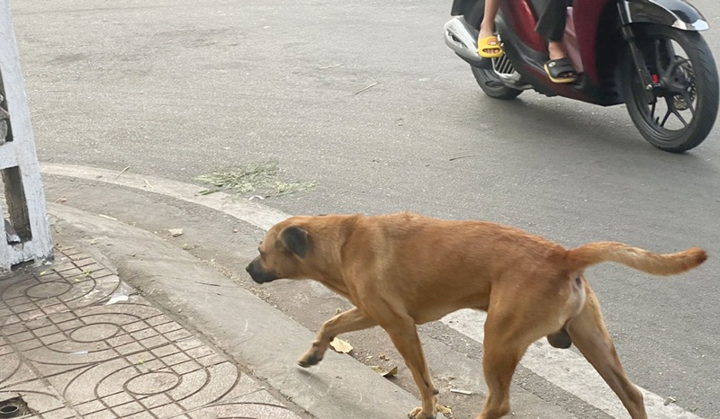 chó thả rông gây tai nạn