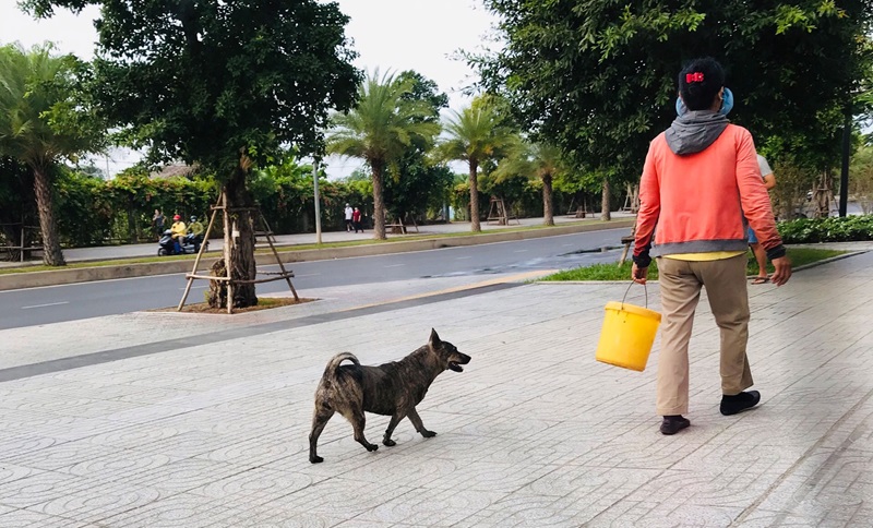 chó thả rông gây tai nạn