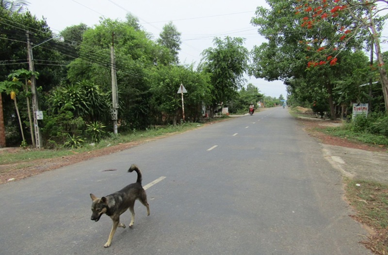 chó thả rông gây tai nạn
