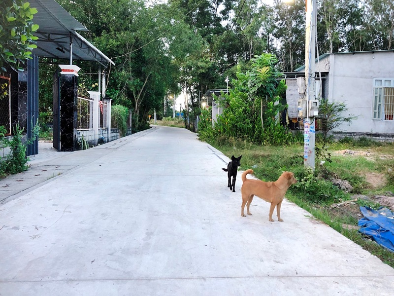 Chó thả rông gây tai nạn