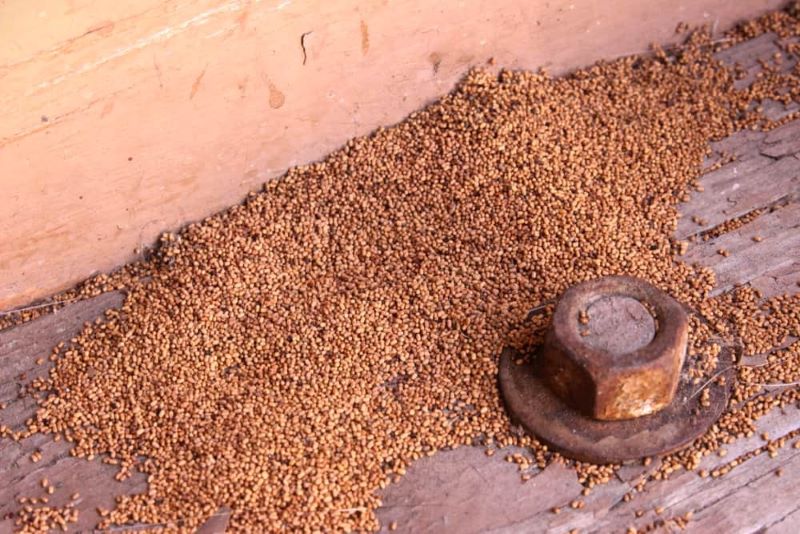 Dấu hiệu mối xâm nhập