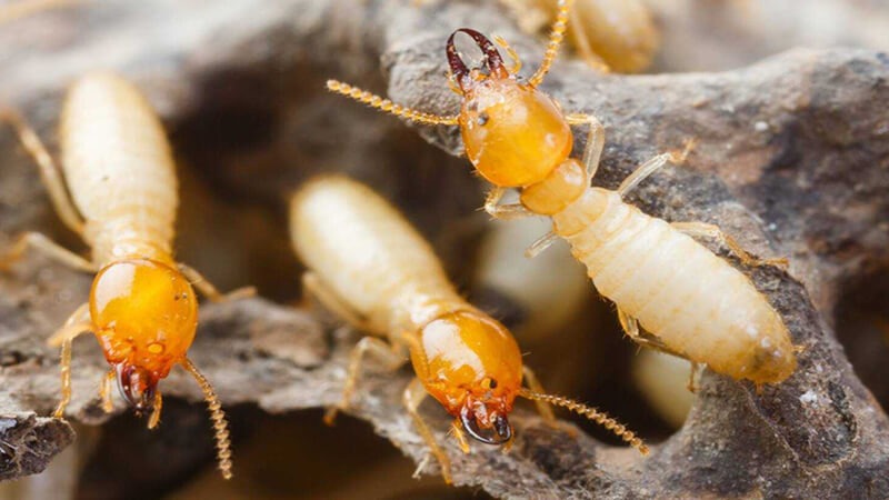 Dấu hiệu mối xâm nhập