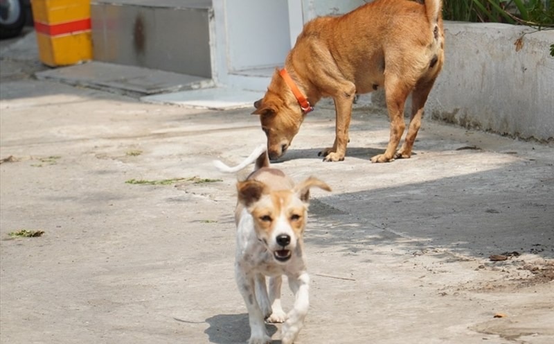 Mức xử phạt chó thả rông
