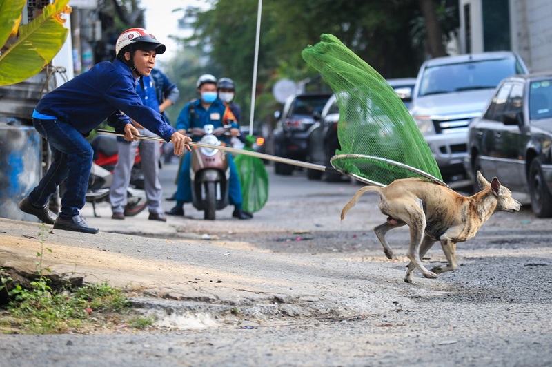 mức xử phạt chó thả rông