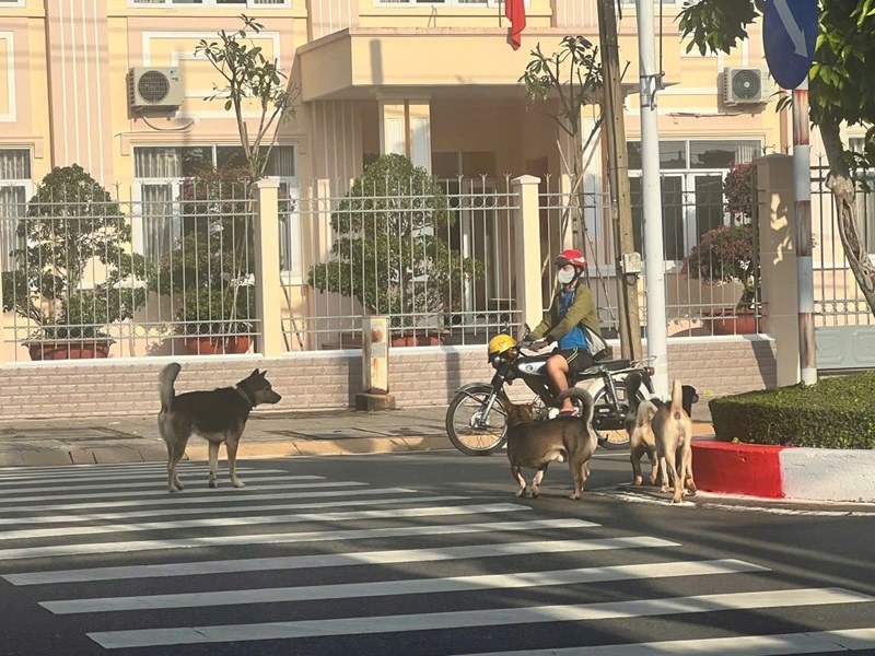 Mức xử phạt chó thả rông hiện nay là bao nhiêu?