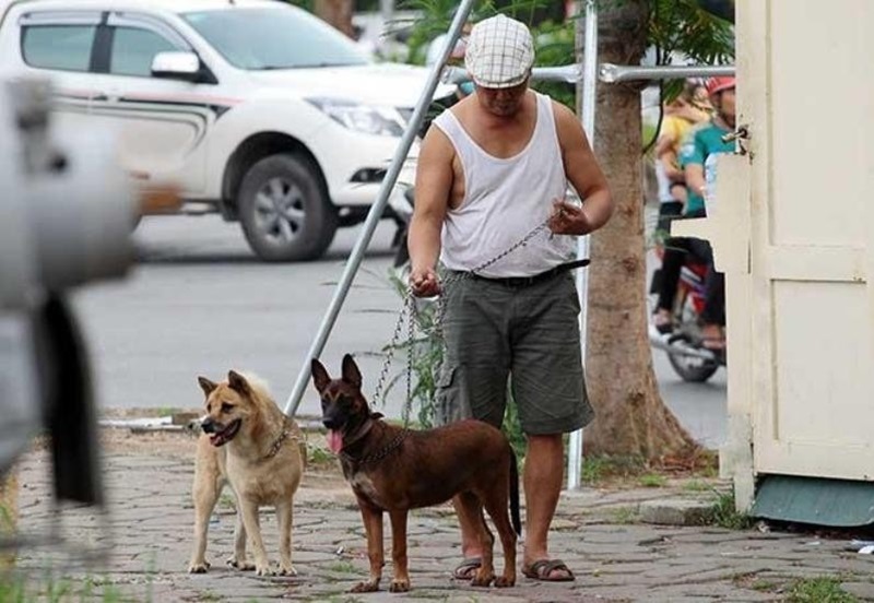 Mức xử phạt chó thả rông