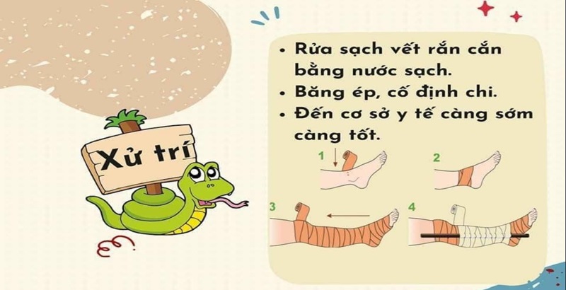 Hướng dẫn cách xử lý khi bị rắn cắn nhanh chóng